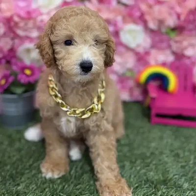 Male Poodle (MINI) Puppy for Sale in Braintree, MA