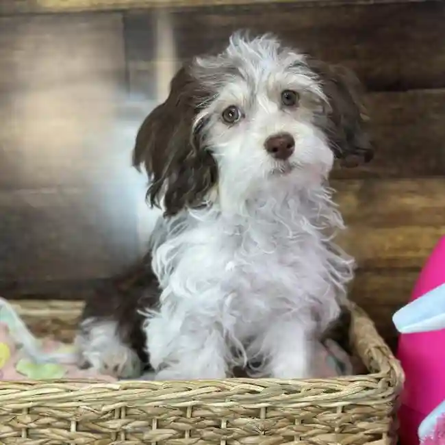 Female Havanese Puppy for Sale in Saugus, MA