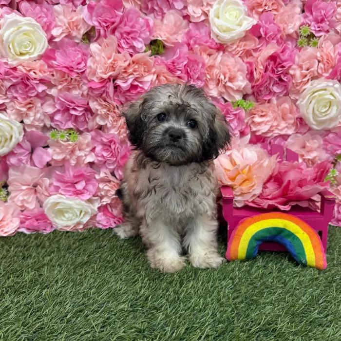 Female Shih-Poo Puppy for Sale in Braintree, MA