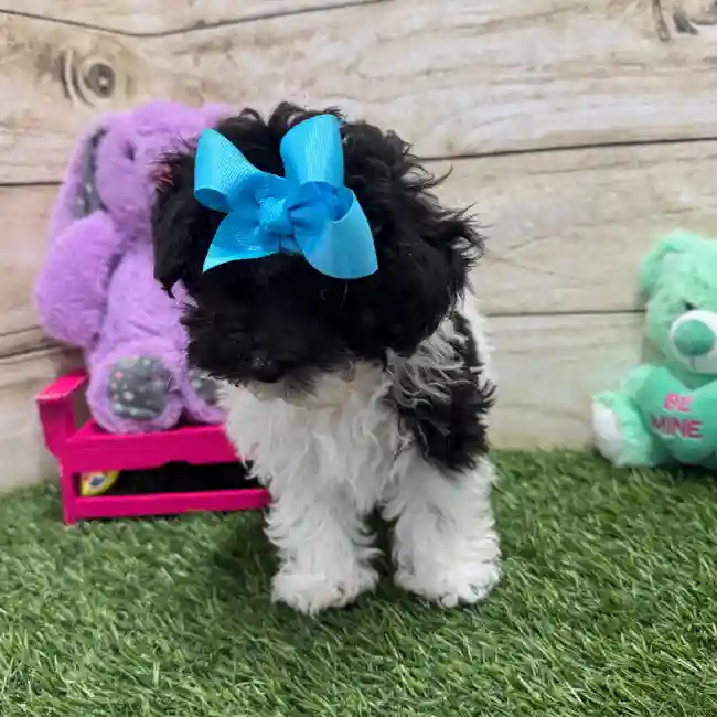 Female Bichon-Poodle 2nd Gen Puppy for Sale in Saugus, MA