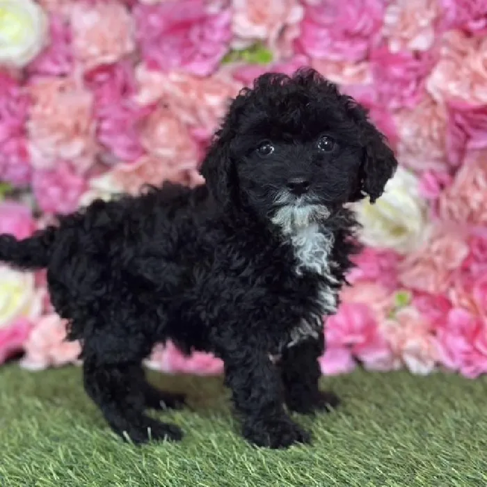 Female Micro Mini Bernedoodle F1Bb puppy named Coral for sale at Pet Express Saugus.