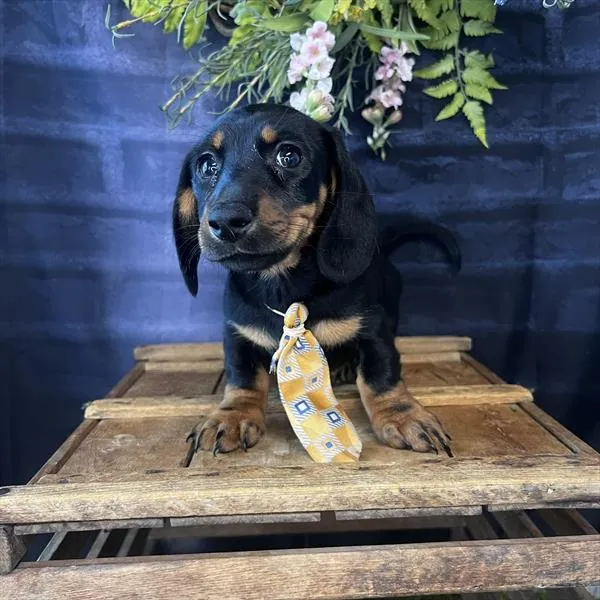 Male Dachshund puppy named Titan for sale at Pet Express Braintree.
