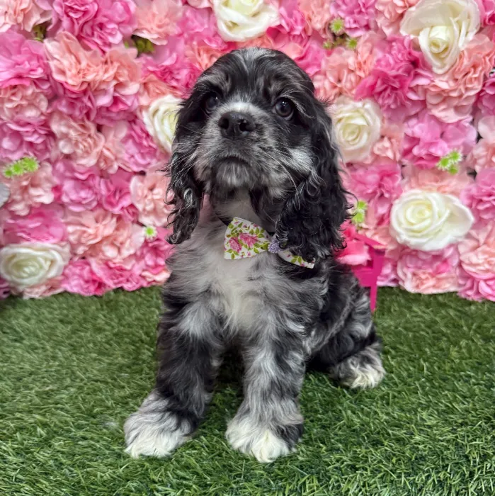 Male Cocker Spaniel Puppy for Sale in Braintree, MA