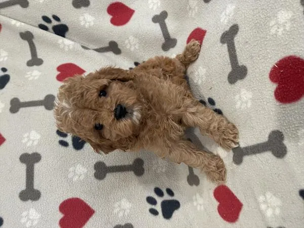 Female Cockapoo 2Nd Gen puppy named Saka for sale at Pet Express Braintree.