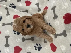 Female Cockapoo 2Nd Gen puppy named Saka for sale at Pet Express Braintree.