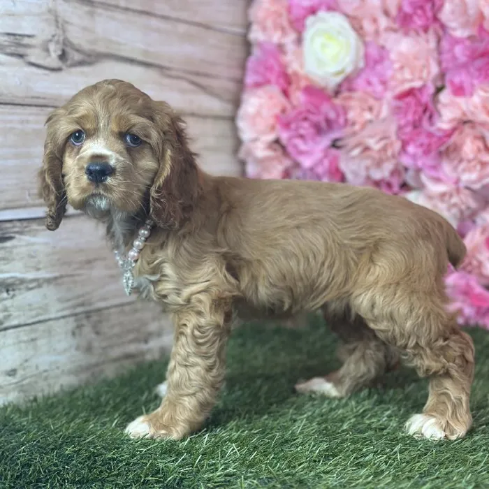 Female Cocker Spaniel puppy named Dolores for sale at Pet Express Saugus.