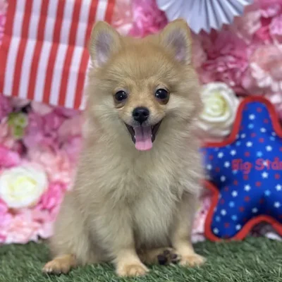 Male Pomeranian Puppy for Sale in Saugus, MA