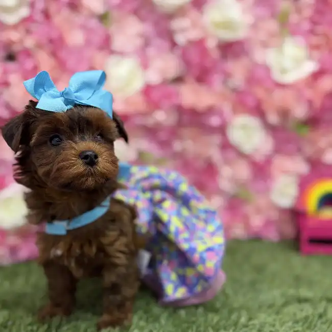 Female Yorkie-Poo Puppy for Sale in Braintree, MA