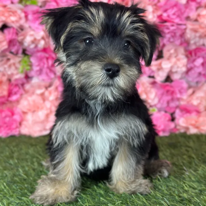 Female Yorkie-Poo 2Nd Gen puppy named Ella for sale at Pet Express Saugus.