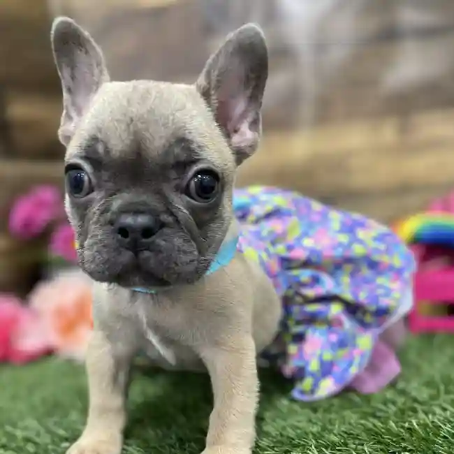 Female French Bulldog Puppy for Sale in Braintree, MA