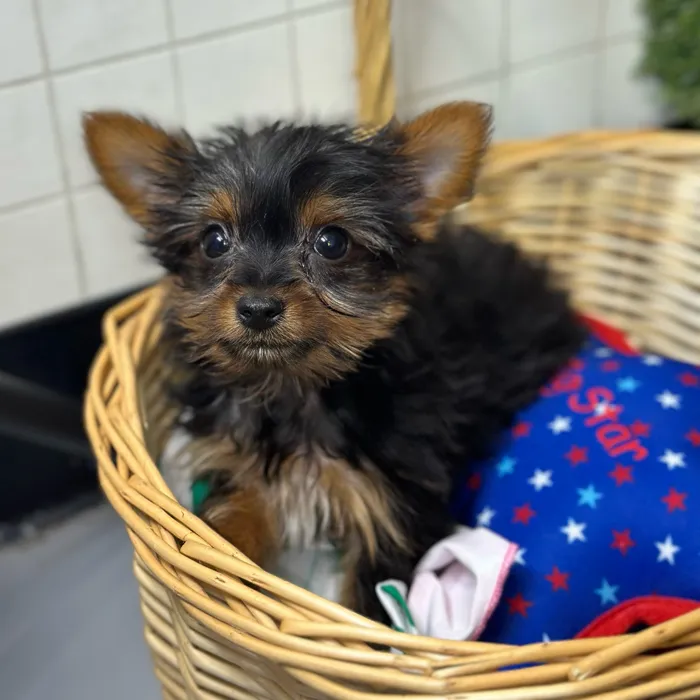 Male Yorkshire Terrier puppy named Mistah for sale at Pet Express Saugus.
