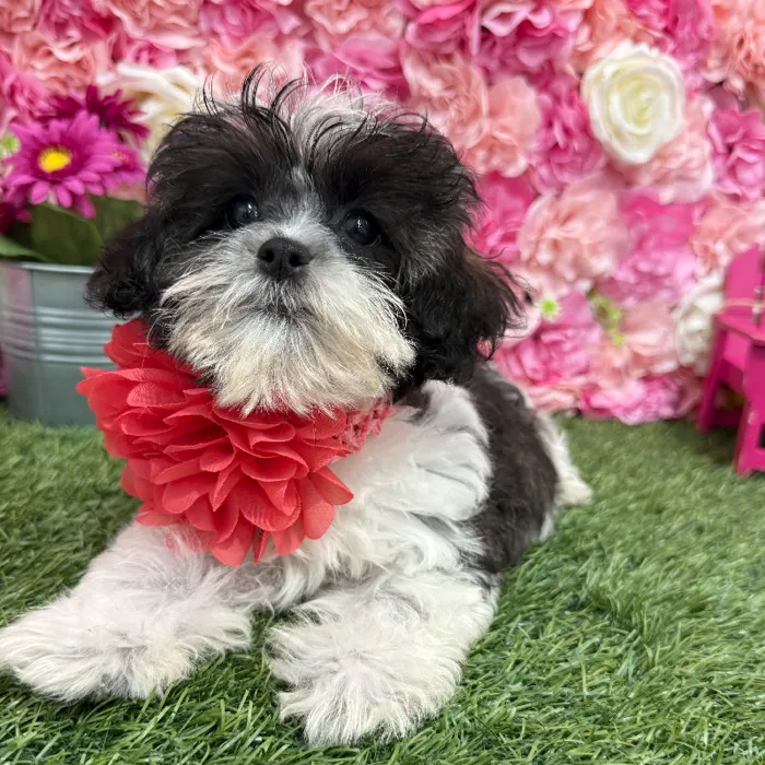 Female Shih-Poo Puppy for Sale in Braintree, MA