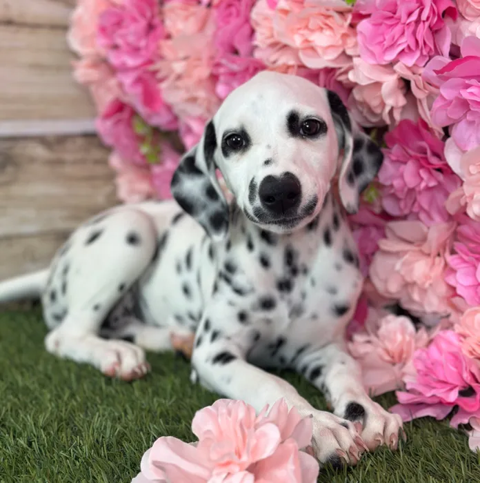 Female Dalmatian puppy named Lemon for sale at Pet Express Saugus.