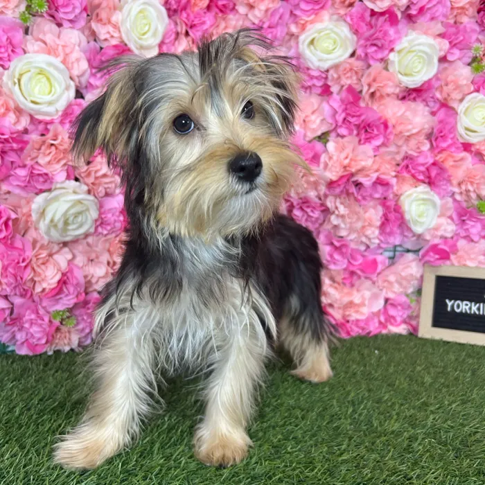 Female Yorkie-Poo 2Nd Gen puppy named Aubrey for sale at Pet Express Braintree.