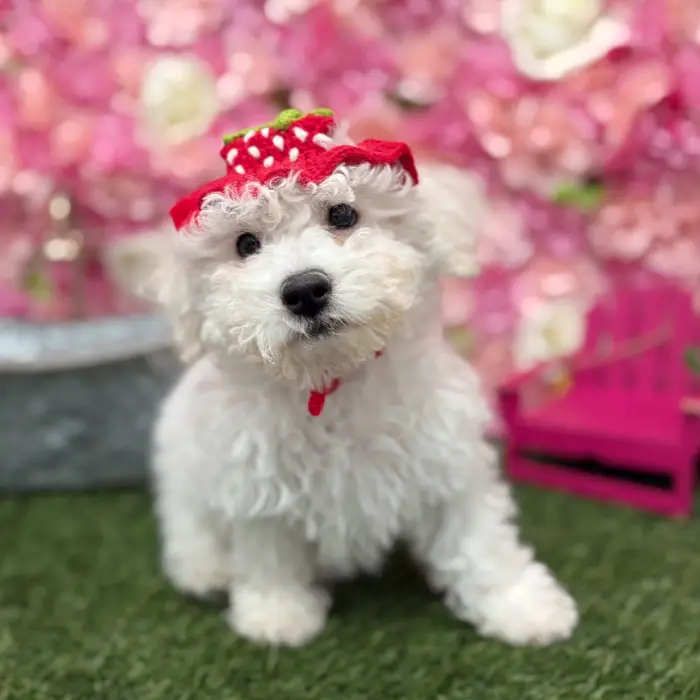 Male Bichon Frise Puppy for Sale in Braintree, MA