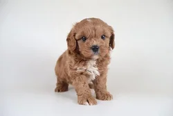 car_main_img_/media/ap_media/pets/TWPPFYULIPSO186810.webp.250x250_q85.webp