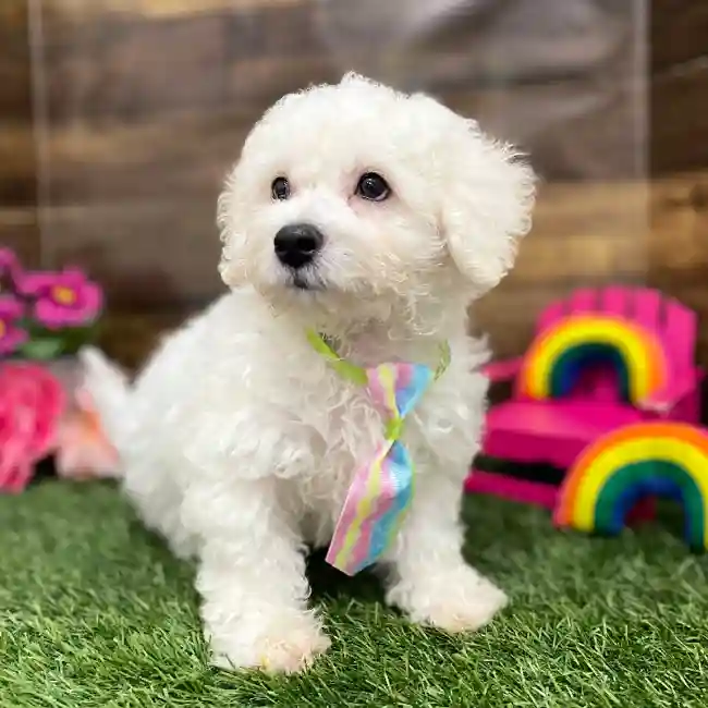 Male Bichon Frise Puppy for Sale in Braintree, MA