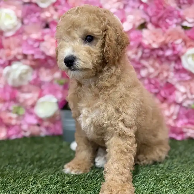 Male Poodle (MINI) Puppy for Sale in Braintree, MA