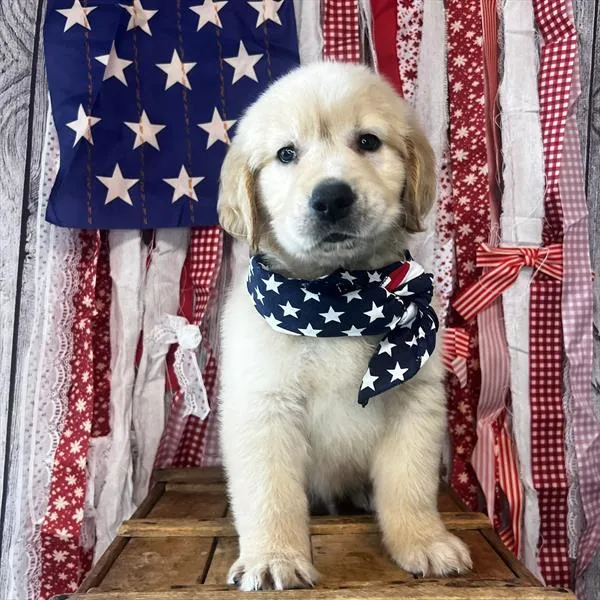 Male Golden Retriever puppy named Cheeto for sale at Pet Express Braintree.
