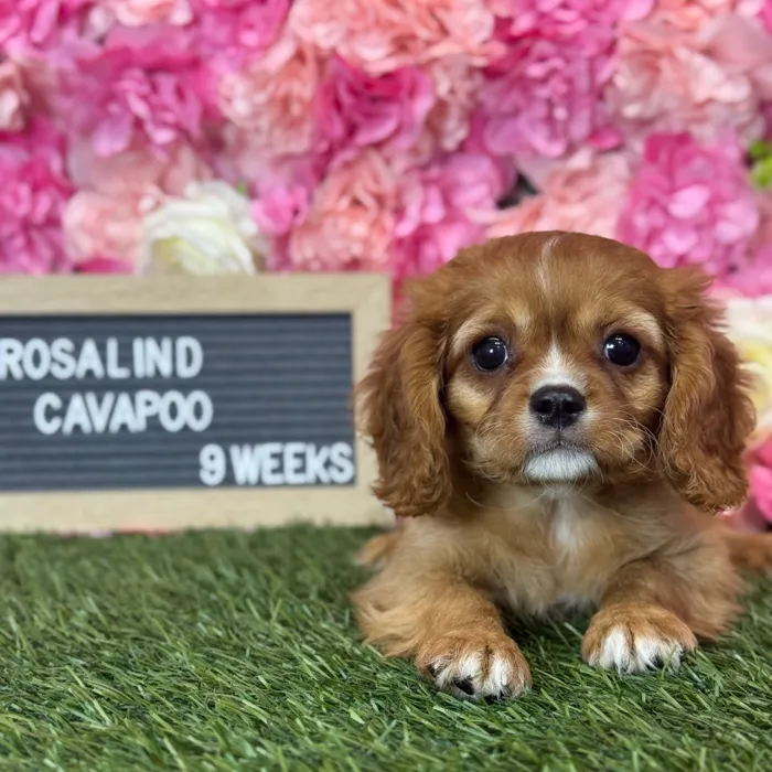 Female Cavapoo 2Nd Gen puppy named Rosalind for sale at Pet Express Saugus.