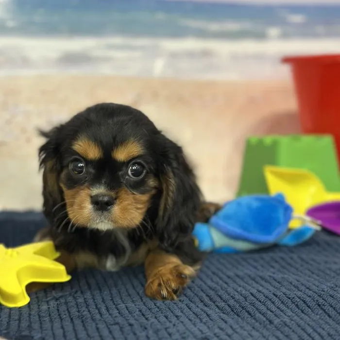Female Cavalier King Charles Spaniel Puppy for Sale in Braintree, MA