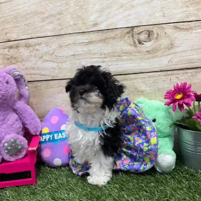 Female Bichon-Poodle 2nd Gen Puppy for Sale in Saugus, MA