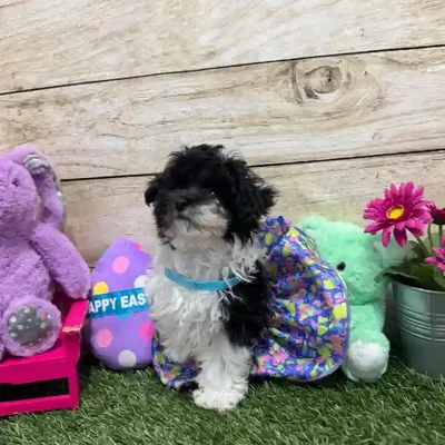 Female Bichon-Poodle 2nd Gen Puppy for Sale in Saugus, MA