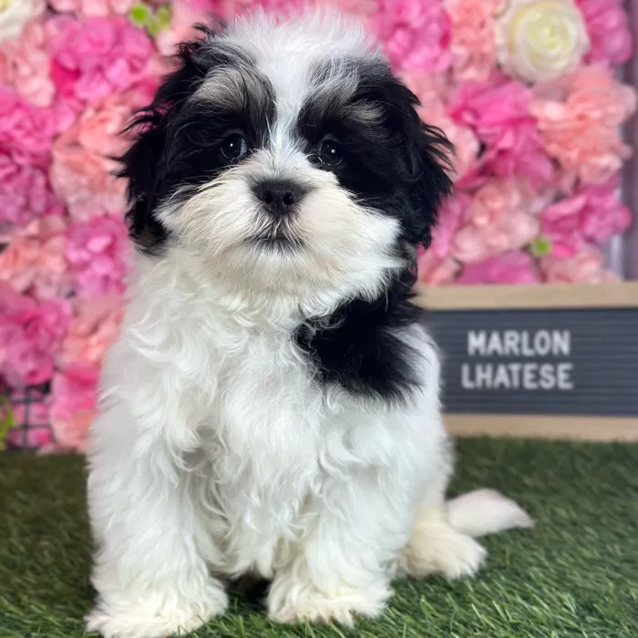 Male Lhatese puppy named Marlon for sale at Pet Express Saugus.