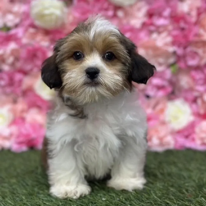 Female Shorkie Puppy for Sale in Saugus, MA