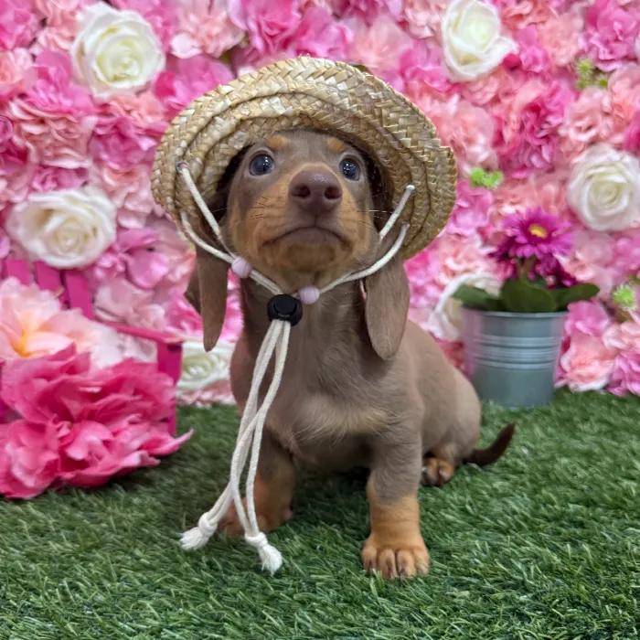 Male Dachshund Puppy for Sale in Braintree, MA