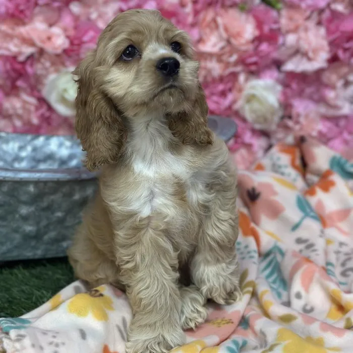 Female Cocker Spaniel Puppy for Sale in Saugus, MA