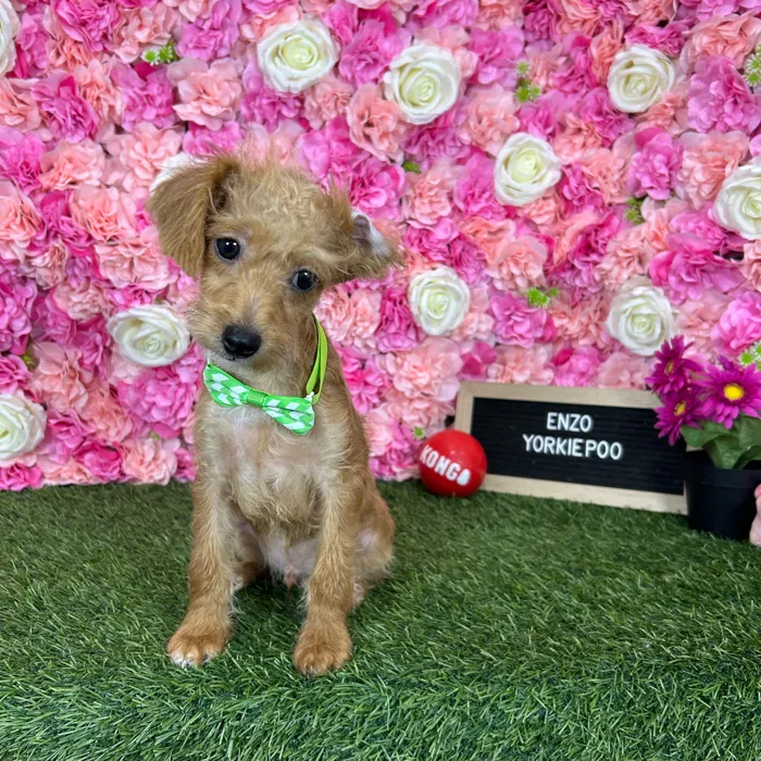 Male Yorkie-Poo 2Nd Gen puppy named Enzo for sale at Pet Express Braintree.