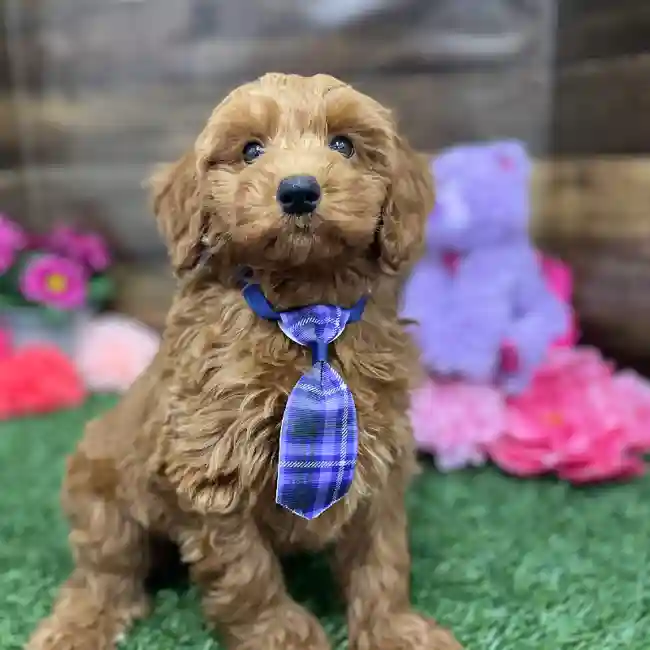 Male Mini Irishdoodle 2nd Gen Puppy for Sale in Braintree, MA