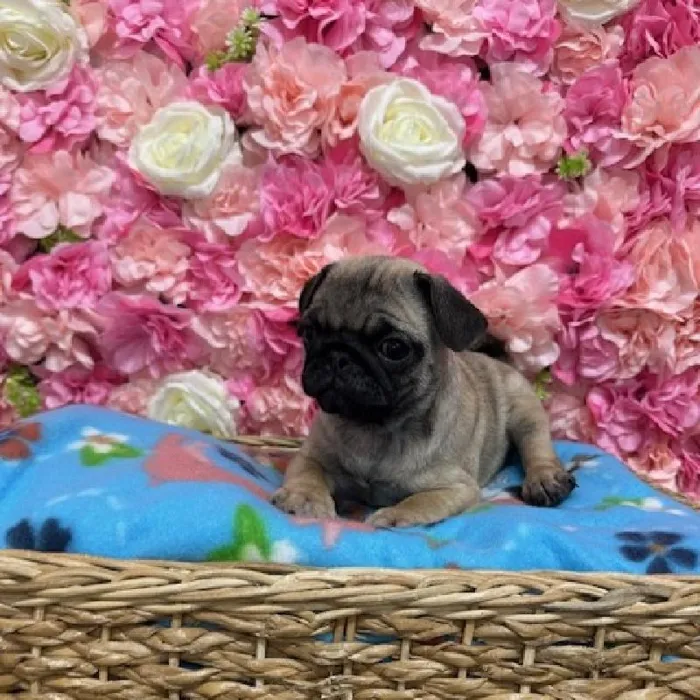 Male Pug Puppy for Sale in Saugus, MA