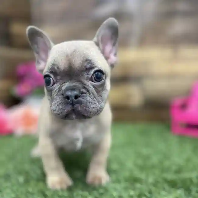 Female French Bulldog Puppy for Sale in Braintree, MA