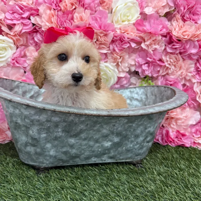 Female Mini Goldendoodle 2nd Gen Puppy for Sale in Braintree, MA
