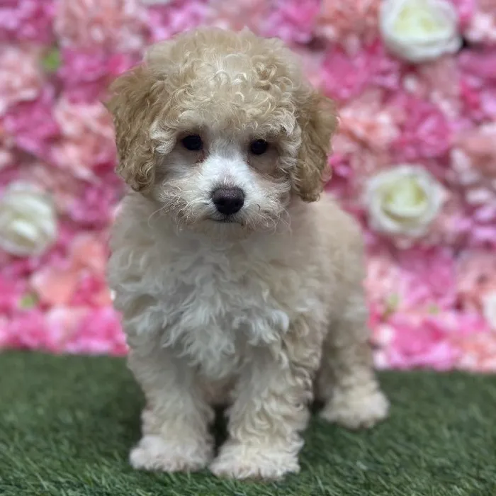 Male Mini Goldendoodle F1BB Puppy for Sale in Saugus, MA