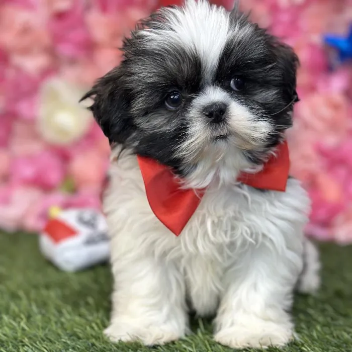Male Shih Tzu Puppy for Sale in Saugus, MA