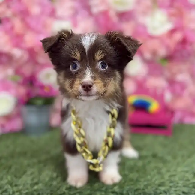Male Toy Australian Shepherd Puppy for Sale in Braintree, MA