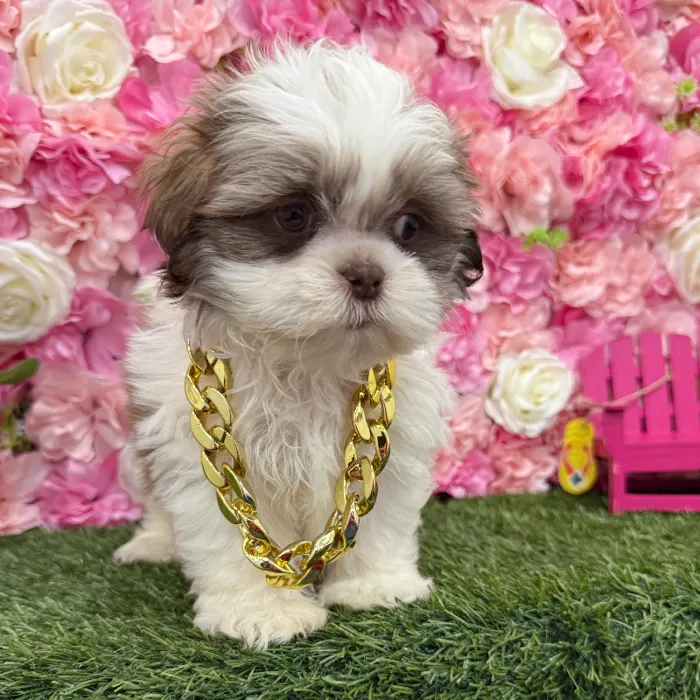 Male Shih Tzu Puppy for Sale in Braintree, MA
