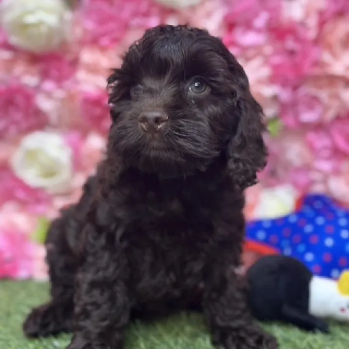 Male Cockapoo Puppy for Sale in Saugus, MA