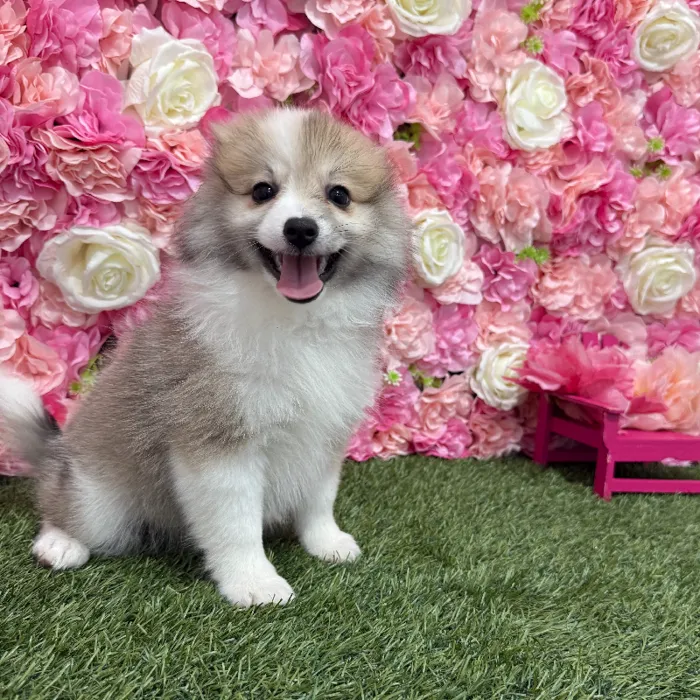 Female Pomimo Puppy for Sale in Braintree, MA