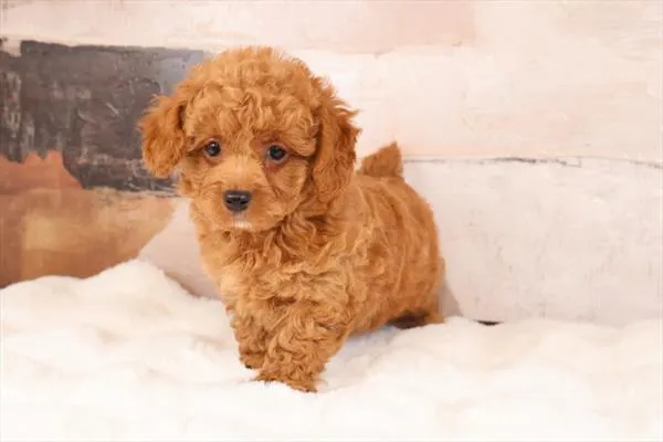Male Poodle (Mini) puppy named Furio for sale at Pet Express Saugus.