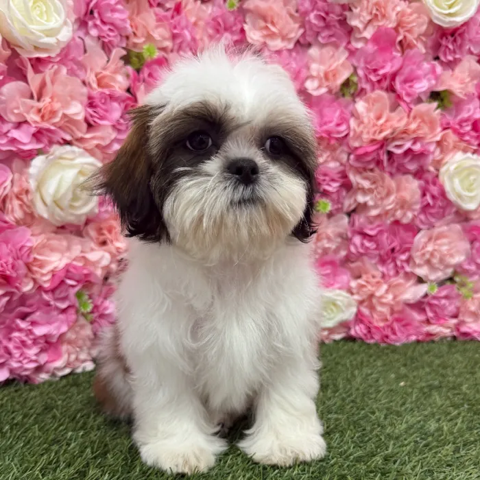 Female Shih Tzu Puppy for Sale in Braintree, MA