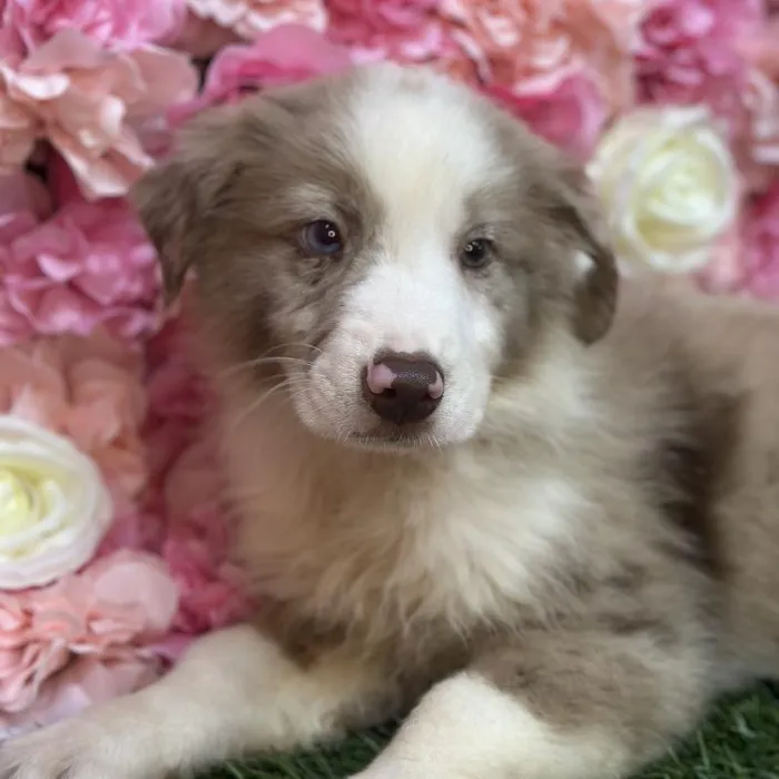 Male Miniature Australian Shepherd Puppy for Sale in Saugus, MA
