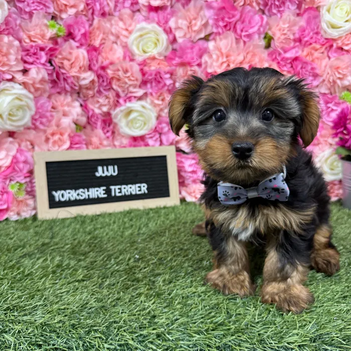 Male Yorkshire Terrier puppy named Juju for sale at Pet Express Braintree.