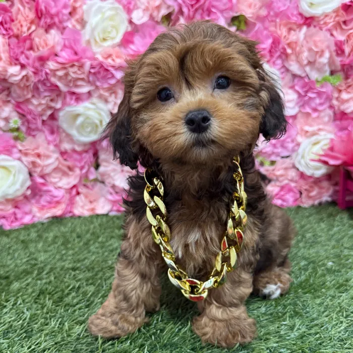 Male Lhasa-Poo Puppy for Sale in Braintree, MA