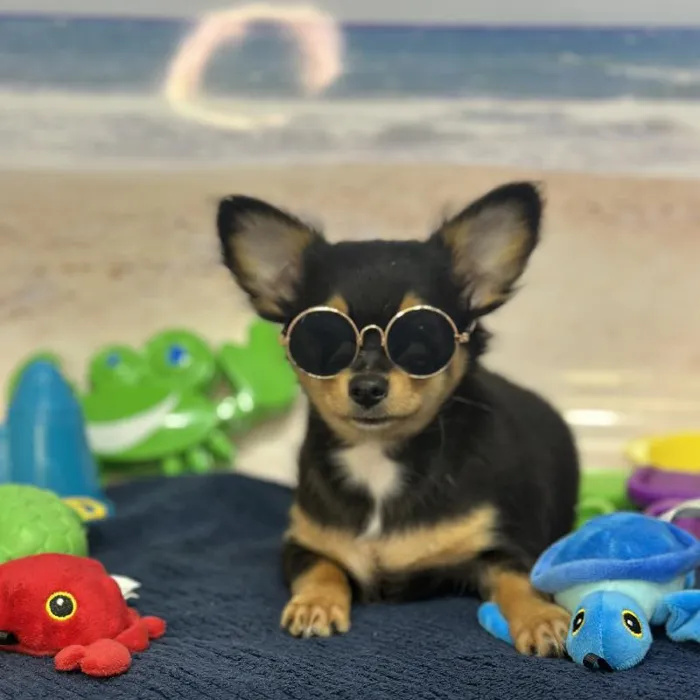 Male Chihuahua Puppy for Sale in Saugus, MA
