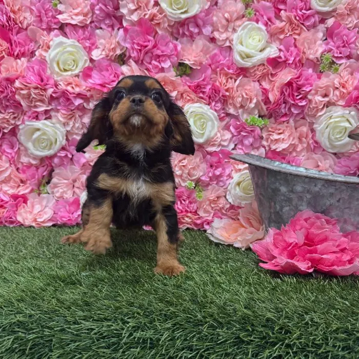 Male Cavalier King Charles Spaniel Puppy for Sale in Saugus, MA
