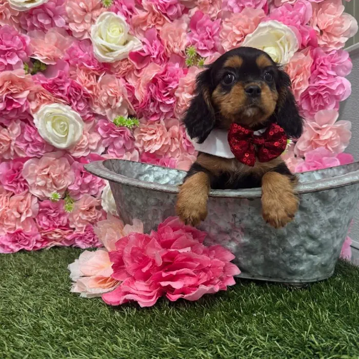 Male Cavalier King Charles Spaniel Puppy for Sale in Saugus, MA